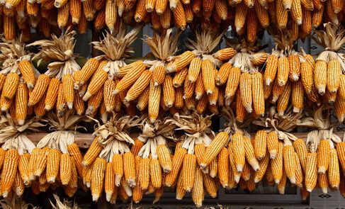 玉米有什么价值 玉米的饲用价值_齐齐哈尔玉米种植合作社玉米批发