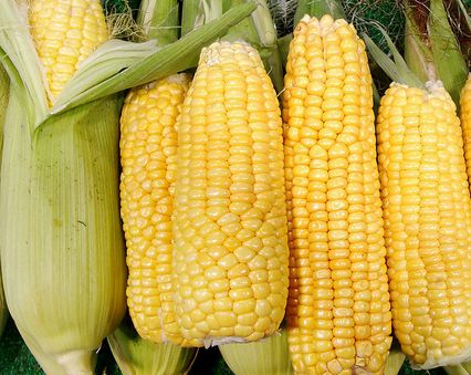 玉米常见病虫害防治方法_齐齐哈尔玉米种植合作社玉米供应