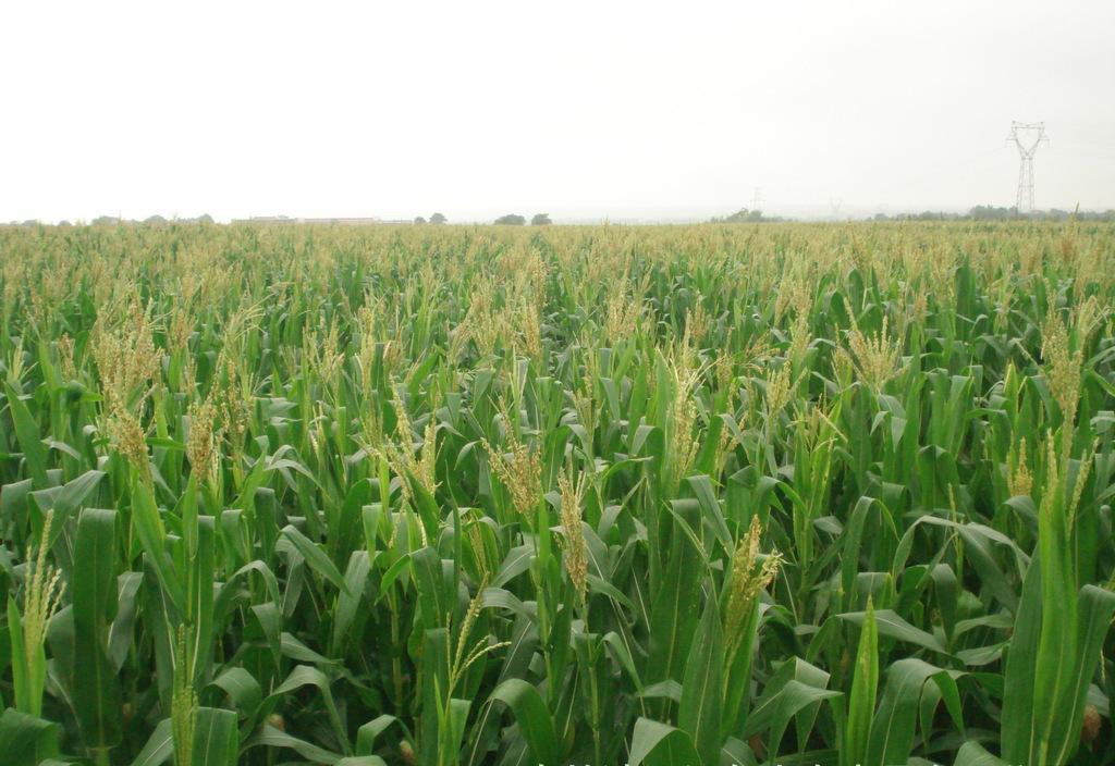 玉米的做法，玉米怎么做好吃 _黑龙江正宗精品玉米批发供应