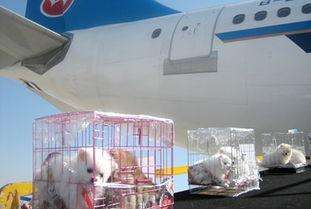 鹤翔货运代理/南京宠物空运/南京丰富的宠物空运经验