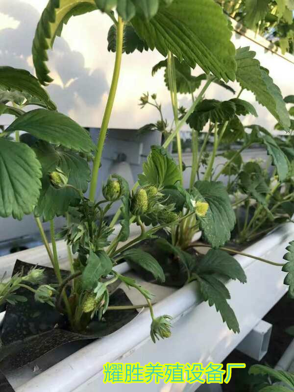 草莓槽大棚温室种植槽PVC树脂蔬菜槽阳台种植槽