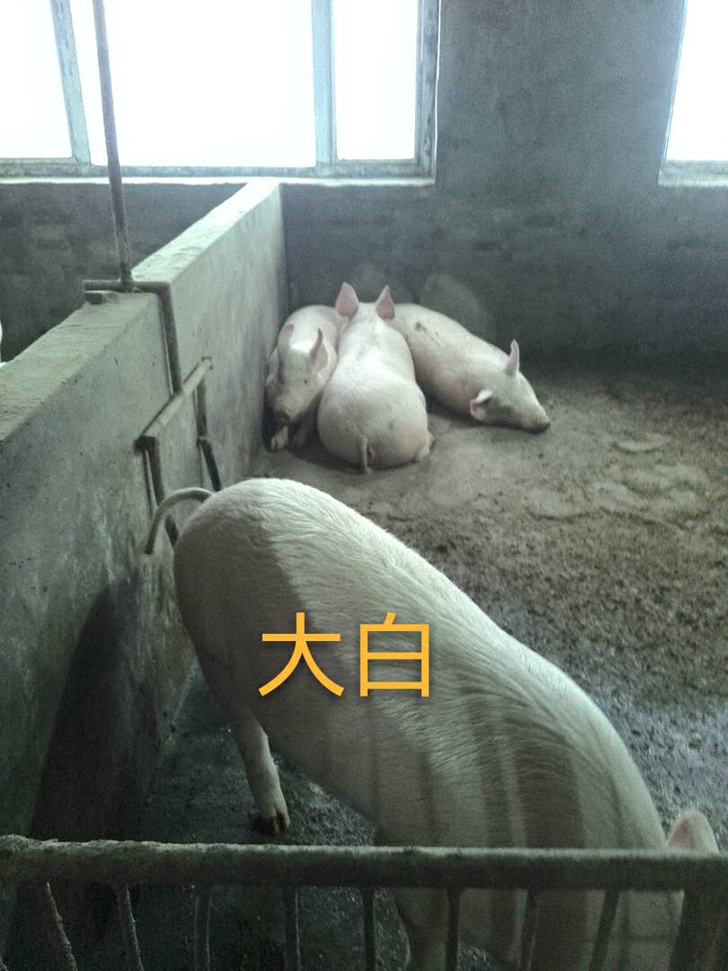 大白猪的生产性能_黑龙江大庆大白猪供应商