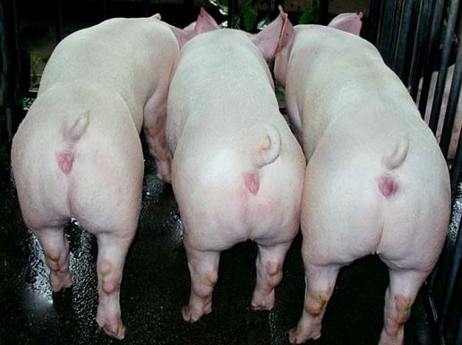 长白猪的繁殖性能_黑龙江大庆长白猪供应销售