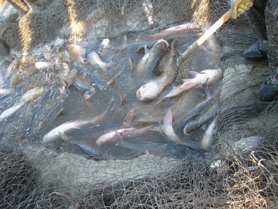 佳木斯淡水鱼养殖基地联系电话 农家原生态无污染淡水鱼批发厂家