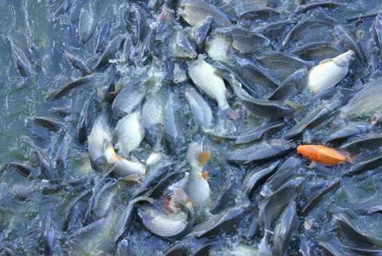 佳木斯大型淡水鱼养殖场 鲤鱼大量现货批发 量多优惠