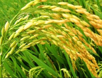齐齐哈尔农垦宏图水稻专业合作社