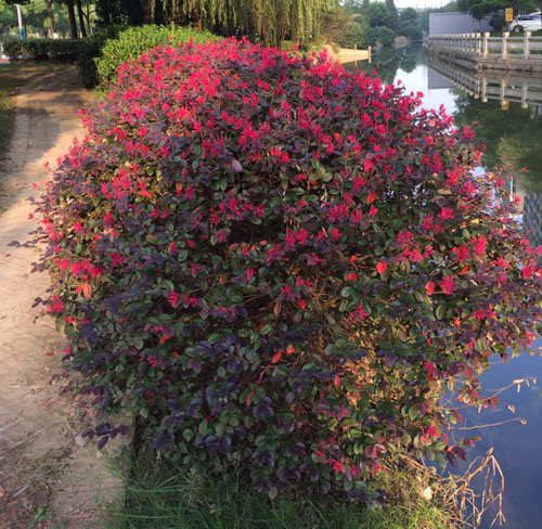 花石榴树价格，2米高花石榴树价格一棵