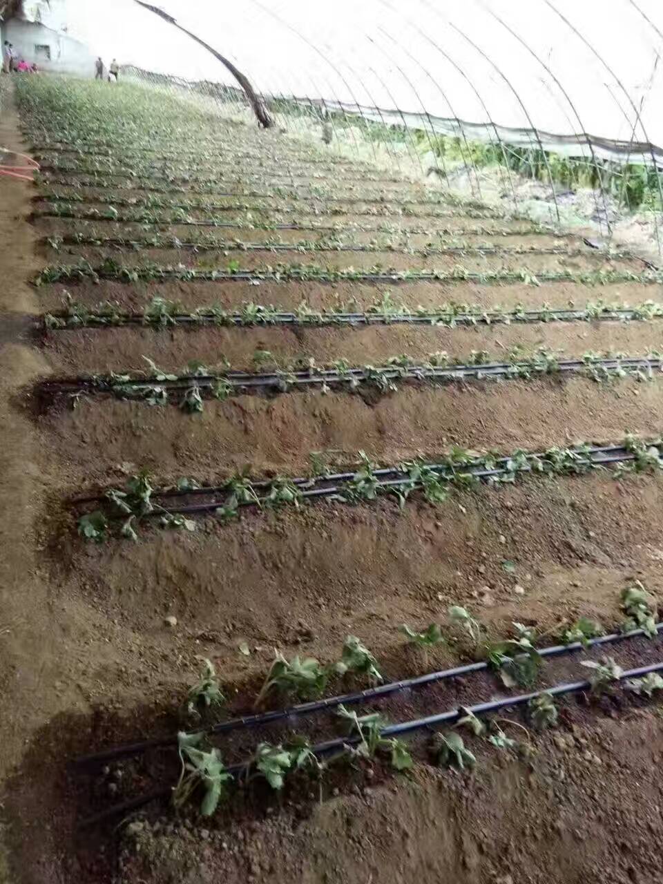 云安县大棚种植灌溉管材-pe滴灌管pe滴灌带生产商直销