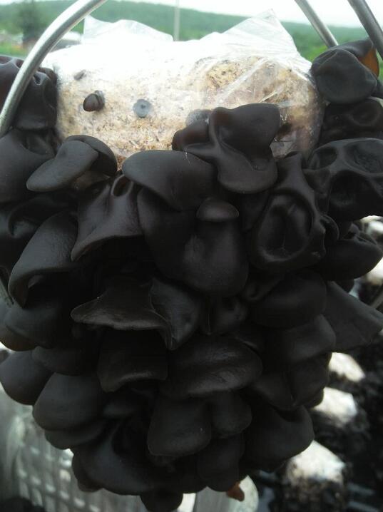吉林农家自产自销优质黑木耳 食用菌种植基地黑木耳大量现货
