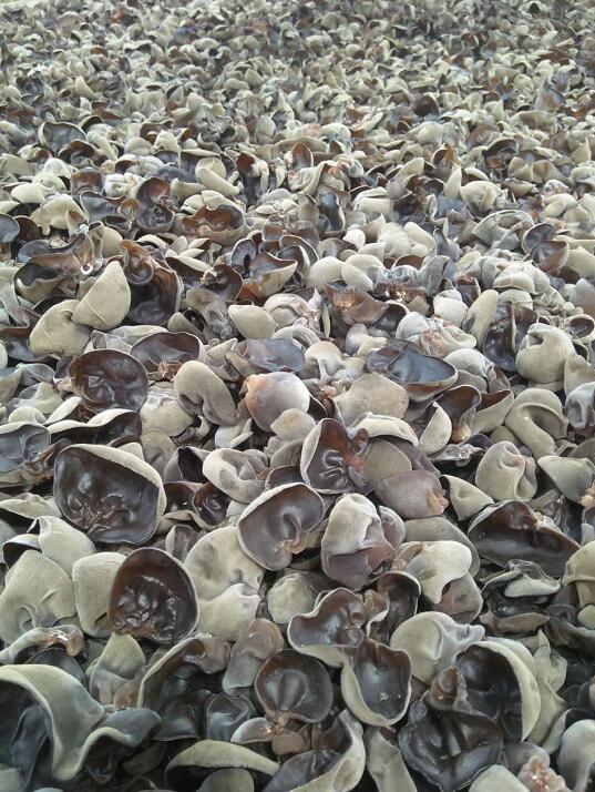 珲春种植合作社出售黑木耳 东北特产黑木耳 农产品干货