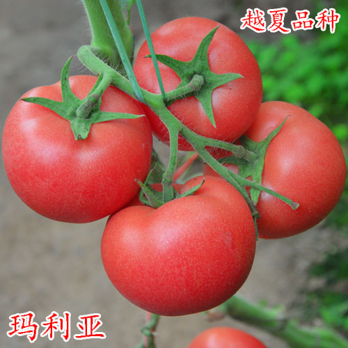 科尔农业供应玛利亚--越夏西红柿种子 供应瑞星五号番茄种子、瑞星大宝番茄种子