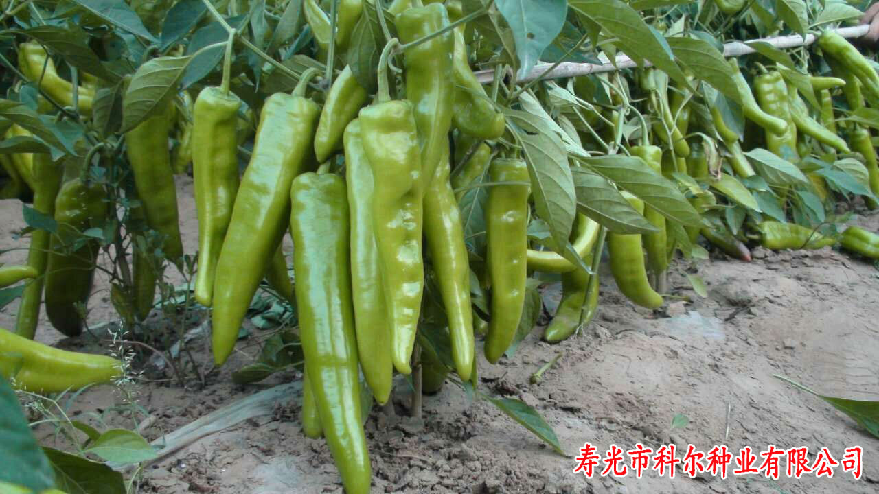 科达--牛角椒辣椒种子