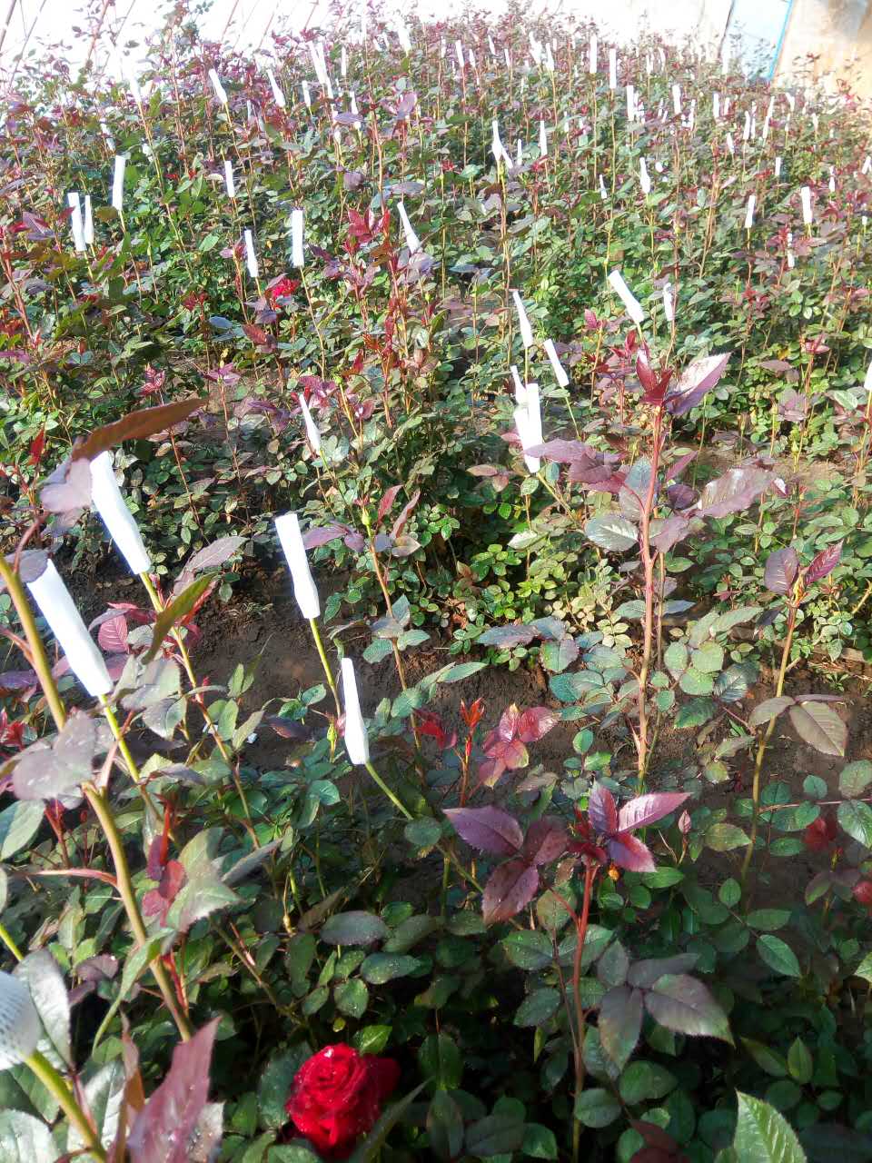 玫瑰花的花语_黑龙江大庆玫瑰花种植基地价格