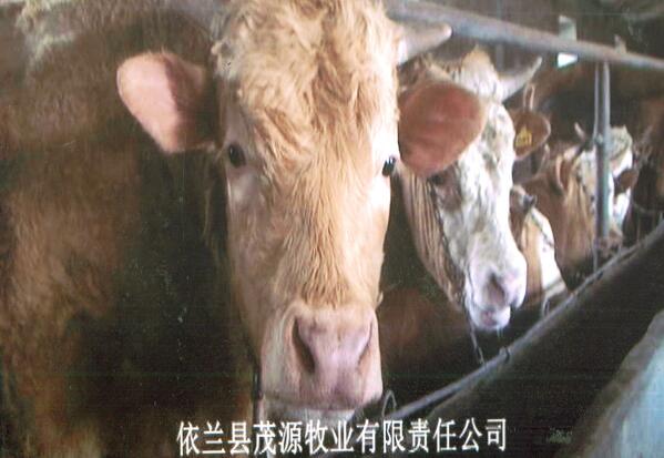 哈尔滨哪有肉牛养殖场 哪家肉牛好 优质肉牛供应基地