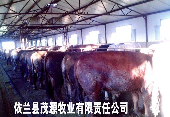 依兰专业养牛场在哪 养殖肉牛价格 肉牛养殖专业技术