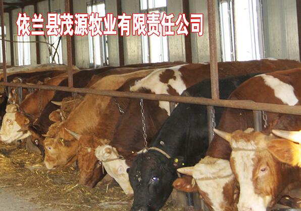 哈尔滨大型肉牛养殖场 正规肉牛养殖基地 订购热线