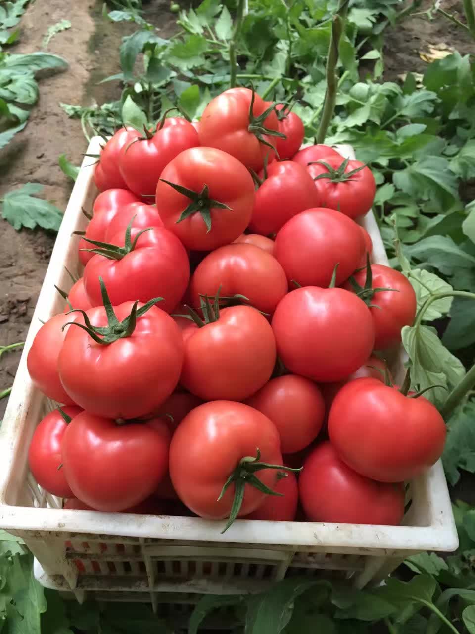 黑龙江蔬菜种植合作社 新鲜**自然成熟西红柿 现摘现卖