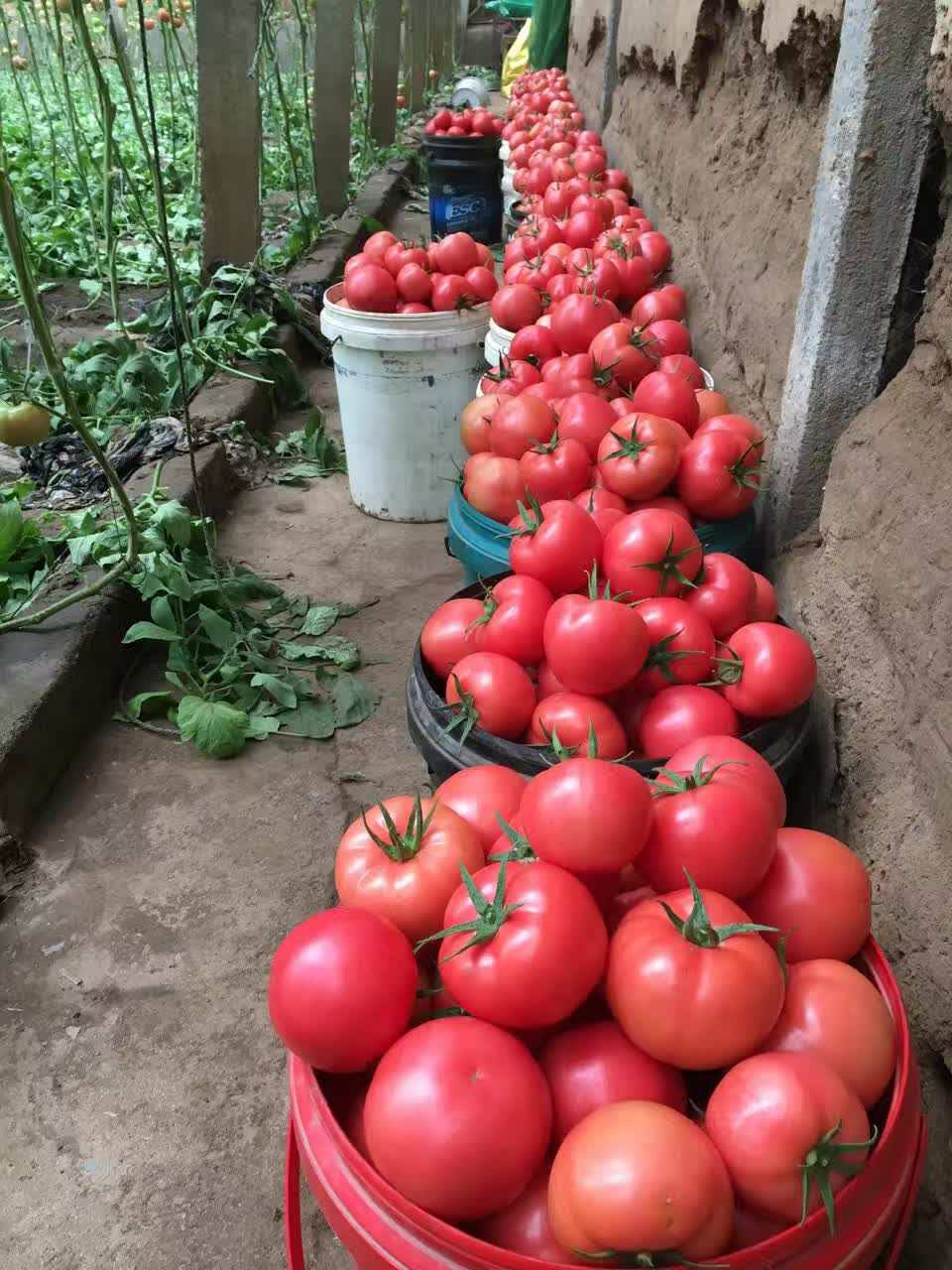 密山大型蔬菜种植基地 常年供应绿色好吃西红柿 西红柿番茄批发