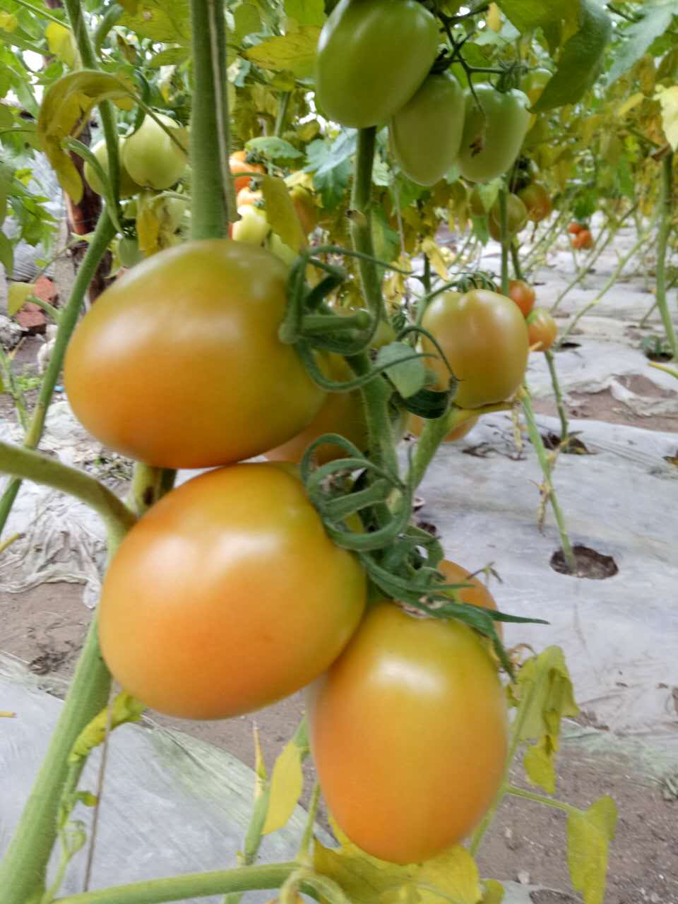 黑龙江产地供应西红柿 新鲜农家自种番茄 自然熟洋柿子批发