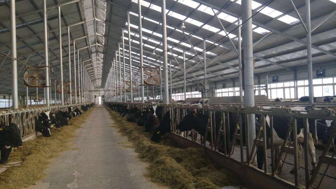 厂家直销0添加原奶 优质牛奶市场价格 黑龙江养牛场