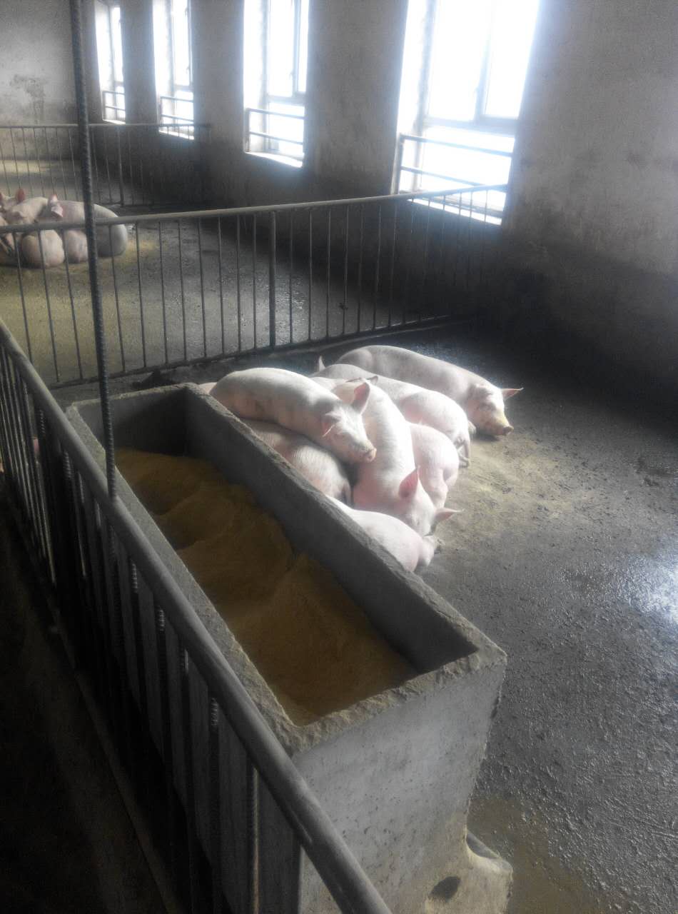 供应黑龙江肉猪 养殖场直销优质肉猪 价格可议