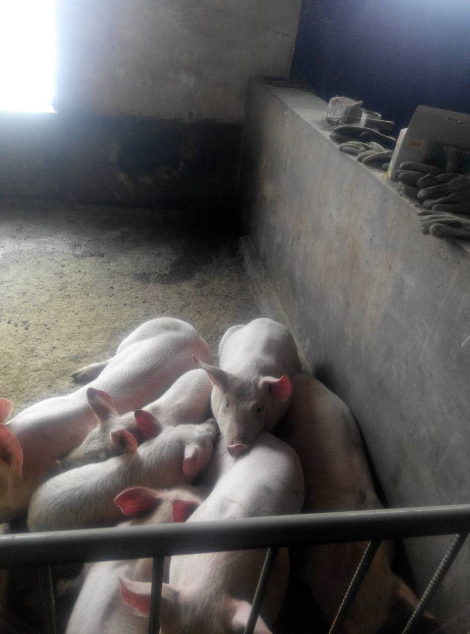 鸡西养猪场订购电话 厂家供应优质品种肉猪 农家生猪
