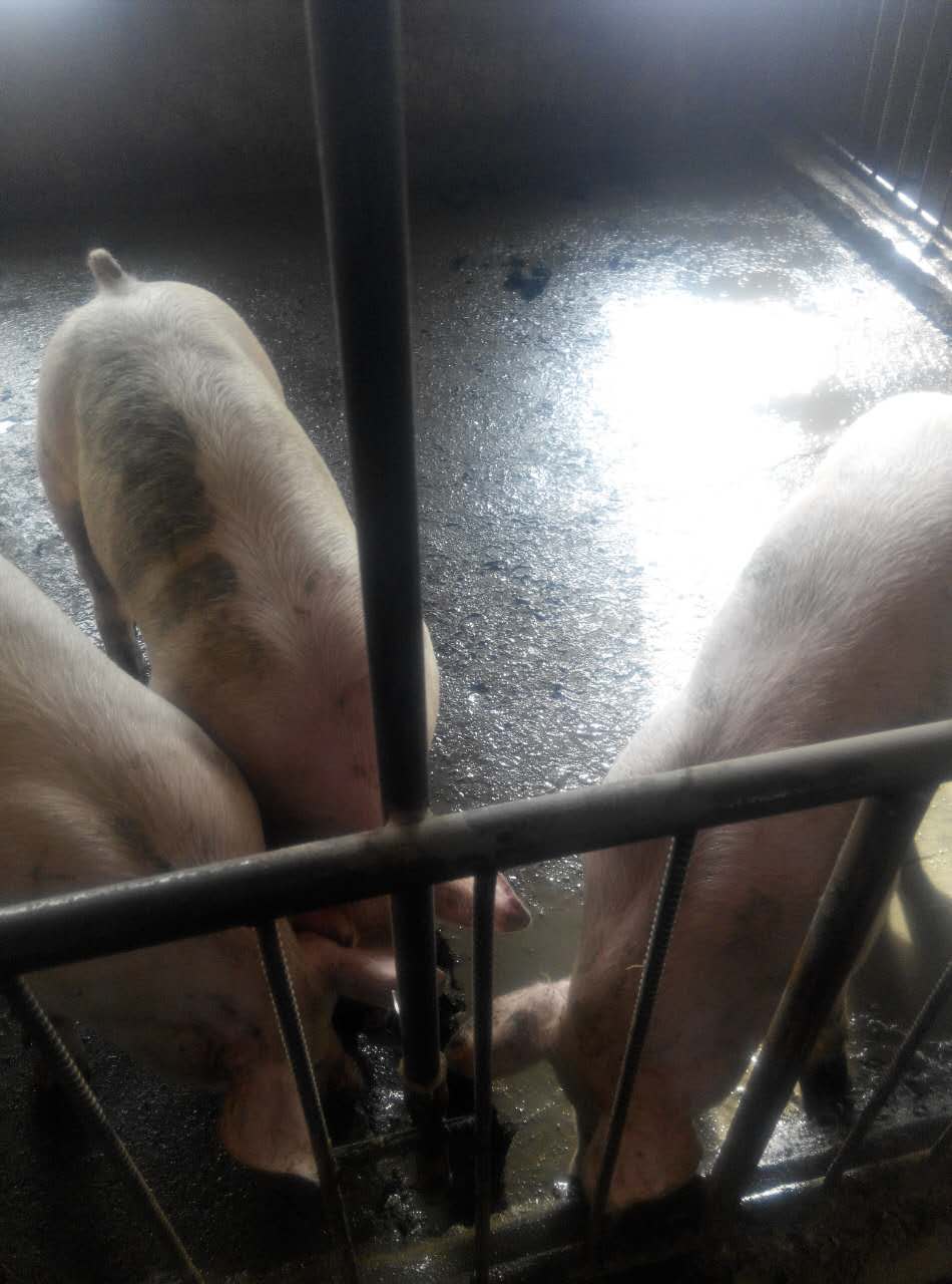 黑龙江肉猪价格可以买到 鸡西实力肉猪饲养厂家 **肉猪