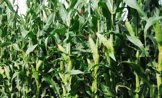 优质杂粮玉米现货供应 供应佳木斯绿色营养玉米 原产地直销