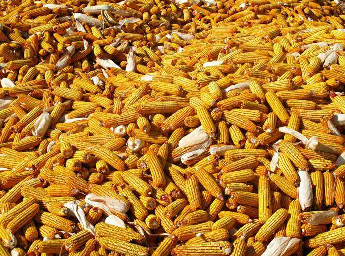 桦南玉米种植基地大量供应玉米 农作物玉米批发价格