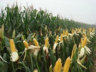 佳木斯大型玉米种植基地 农家绿色玉米种植销售 非转基因玉米