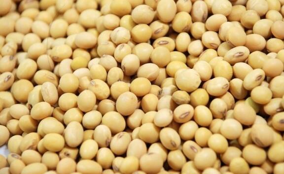 敦化粮食种植基地东北大豆批发 优质精品黄豆大豆 食用营养大豆