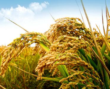 齐齐哈尔粮食批发收购价格 选富裕县令东水稻种植专业合作社