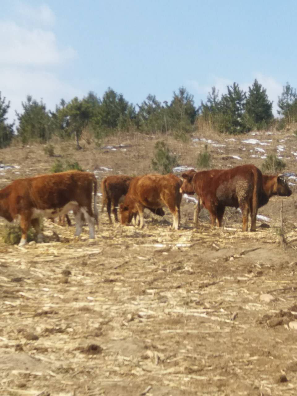 珲春肉牛价格可以买到 肉牛养殖场 农家散养肉牛供货