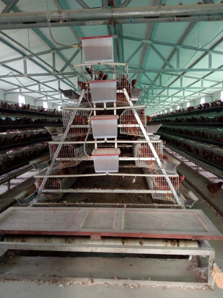 牧童鸡笼厂家供应三层四层蛋鸡笼肉鸡笼小鸡笼