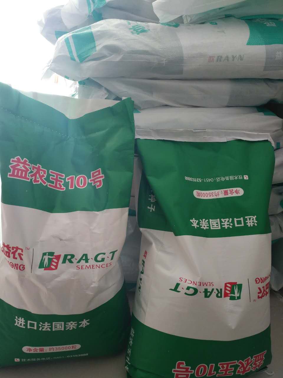 益农玉10号玉米种子的产量表现_黑龙江大庆玉米种子供应销售
