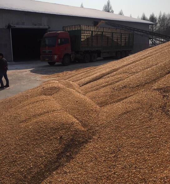 吉林高品质玉米批发 原生态玉米直销厂家 粮食销售市场现货