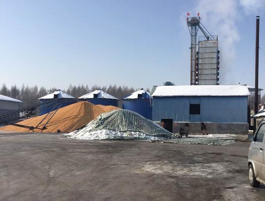 吉林东北玉米价格行情 杂粮玉米现货供应 优质货源