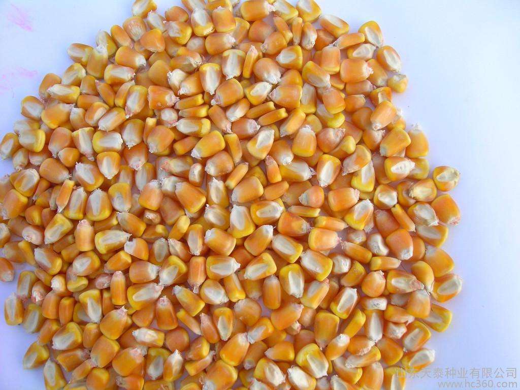 玉米的功效！吃玉米能减肥么 _黑龙江大庆精品玉米供应销售