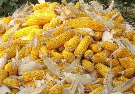 减肥的正确方法，吃玉米减肥_黑龙江大庆玉米供应销售