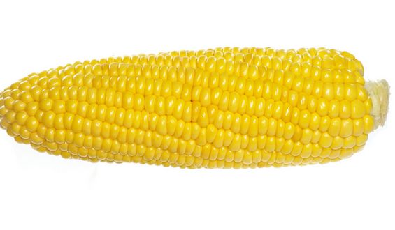 什么人建议多吃玉米 玉米有哪些作用_黑龙江大庆玉米种植供应
