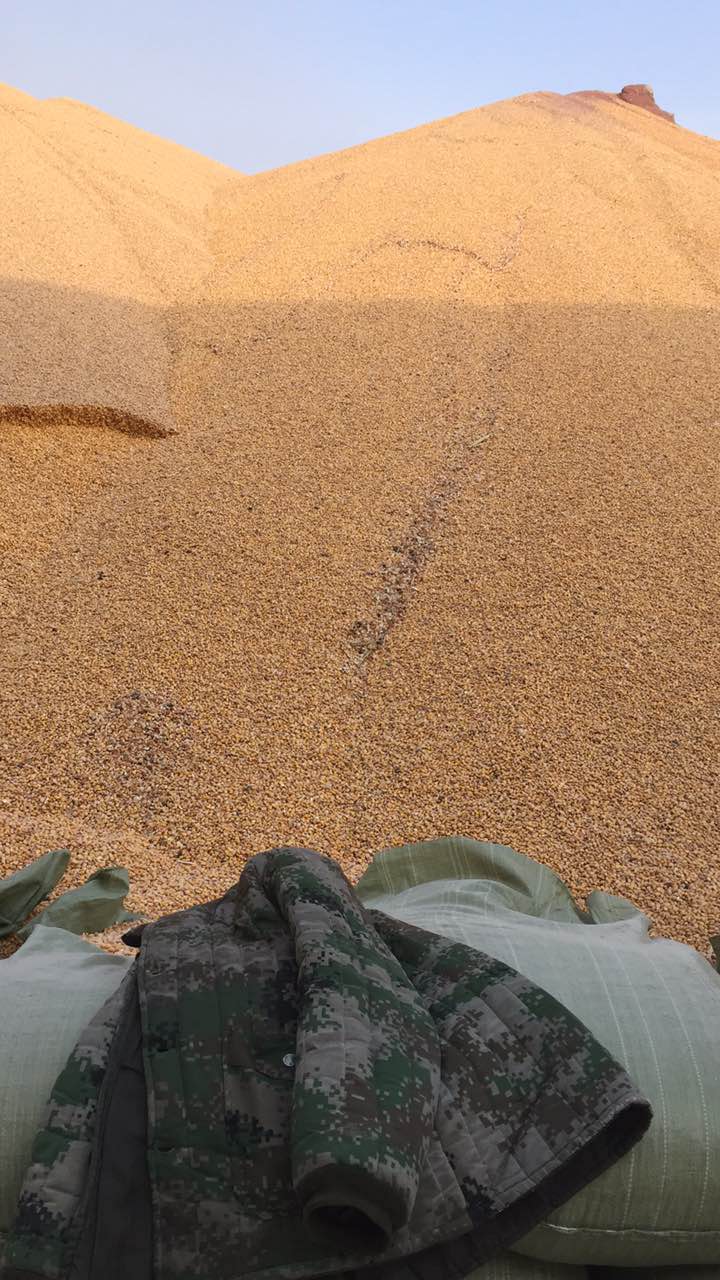 黑龙江大庆脱粒干玉米找哪家，黑龙江玉米优质玉米价格