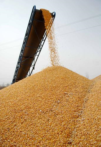 黑龙江玉米优质玉米批发销售，黑龙江饲料玉米价格