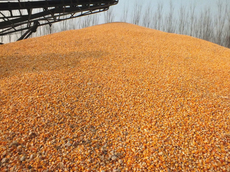 玉米的营养价值玉米的疾病预防_黑龙江齐齐哈尔玉米收购