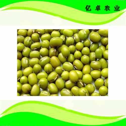 绿豆有什么营养价值 绿豆的好处 _黑龙江大庆精品绿豆供应销售