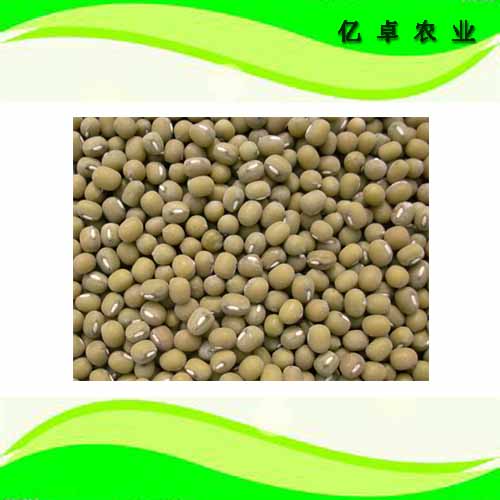什么人适合吃绿豆 绿豆的好处_黑龙江大庆精品绿豆优质绿豆供应商
