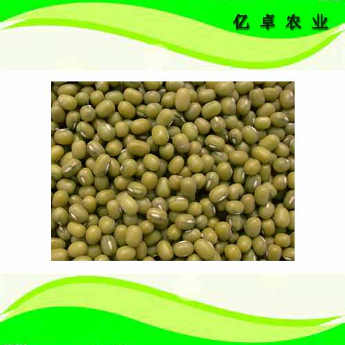 什么人可以和绿豆水 绿豆可以多吃么 _黑龙江大庆绿豆供应销售