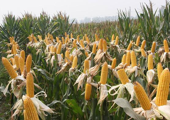 通河玉米粮食销售厂家 订购电话 原生态种植玉米
