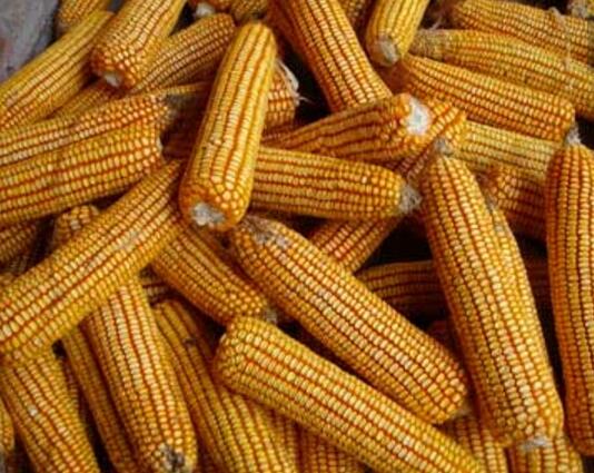 东北特产黄玉米批发厂家 通河玉米种植合作社现货批发