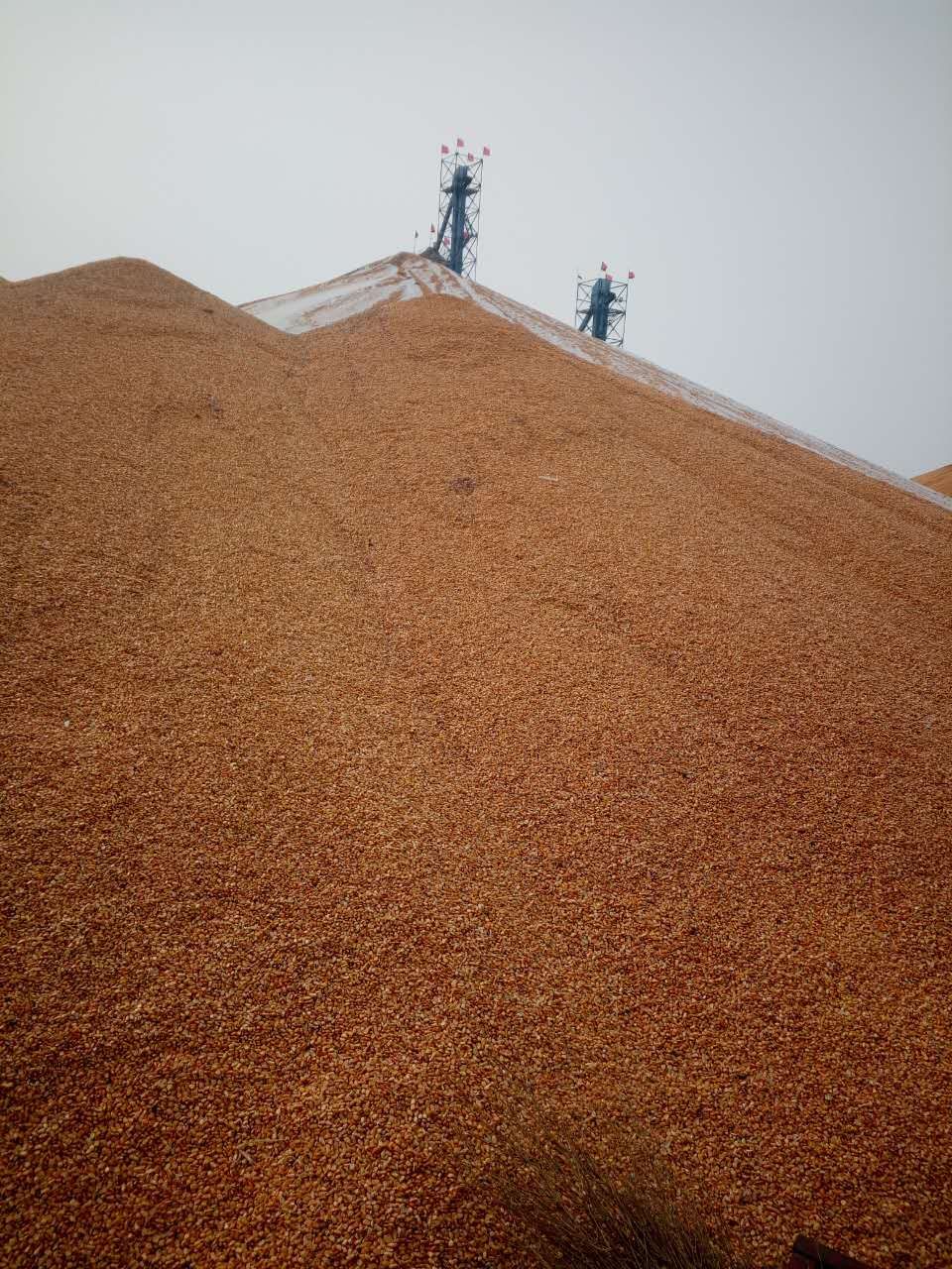 冬天吃到新鲜玉米！玉米如何供应销售_黑龙江玉米粒供应销售