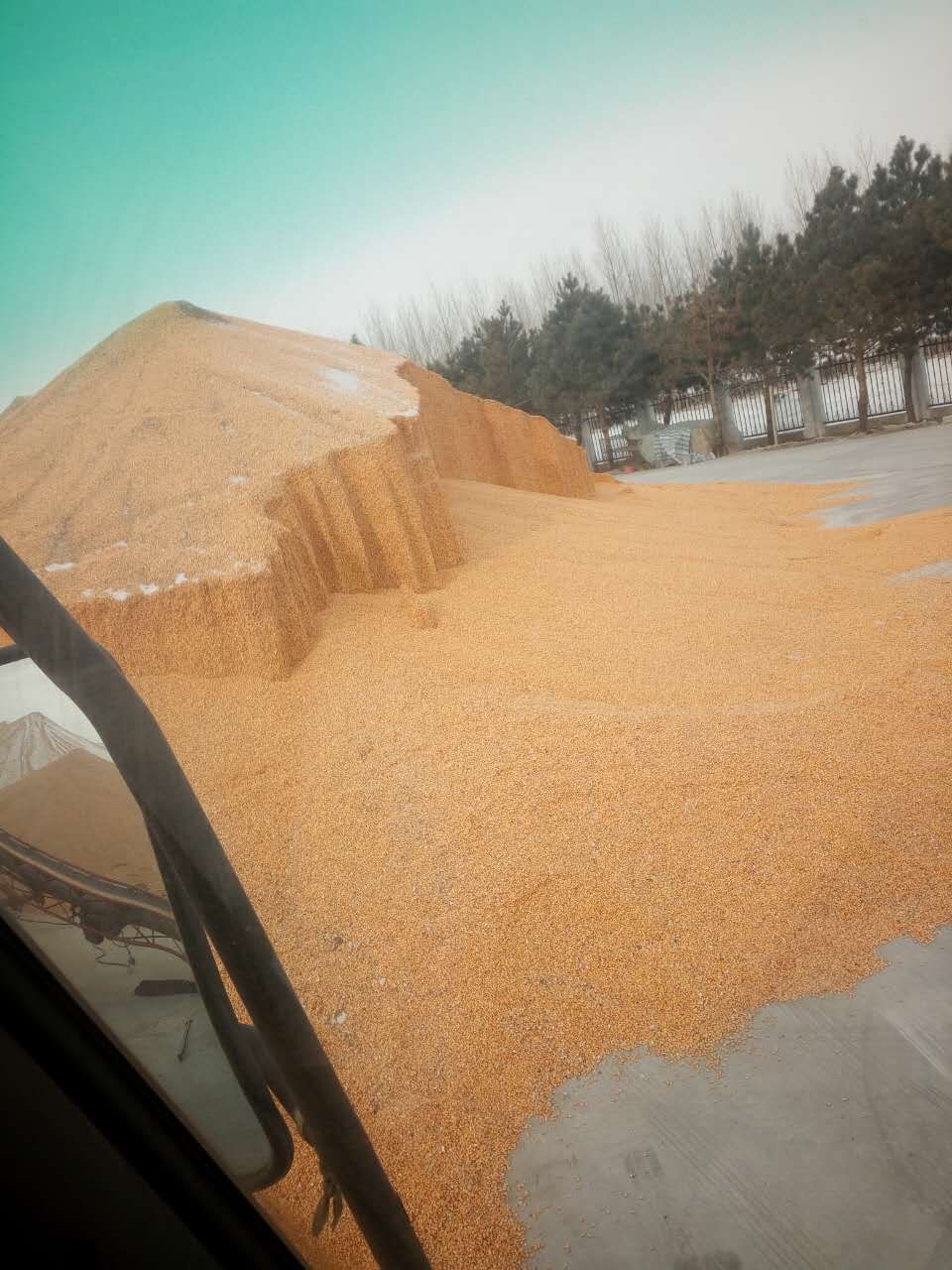 鲜玉米怎么保存！新鲜玉米如何保存 _黑龙江绥化市脱粒玉米供应销售